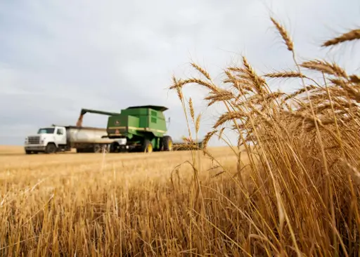 Every combine needs a partner truck during harvest.
